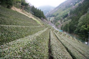 急峻な谷間の斜面に茶畑が広がる